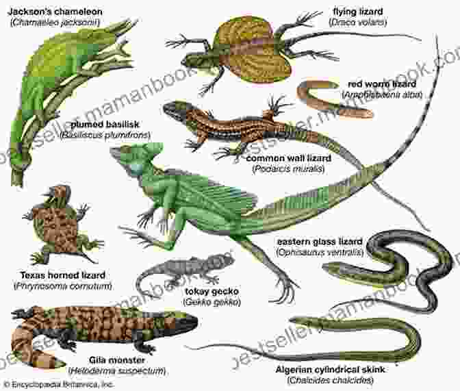 A Lizard With A Specialized Feeding Structure Lizard Explores Animal Kingdom