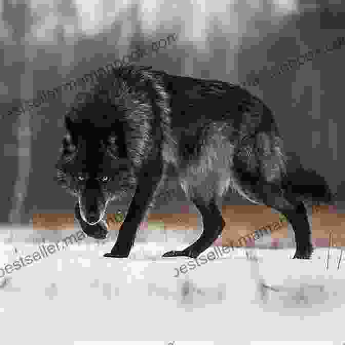 A Majestic Wolf Standing Tall In The Wilderness. Alpha Female (Wolf Harbor 1)