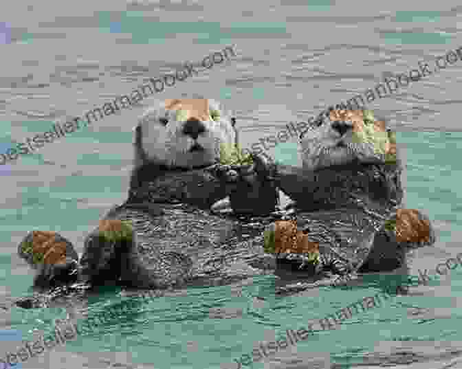 A Playful Group Of Sea Otters In Mer Two Of The Water Mer: Two Of The Water