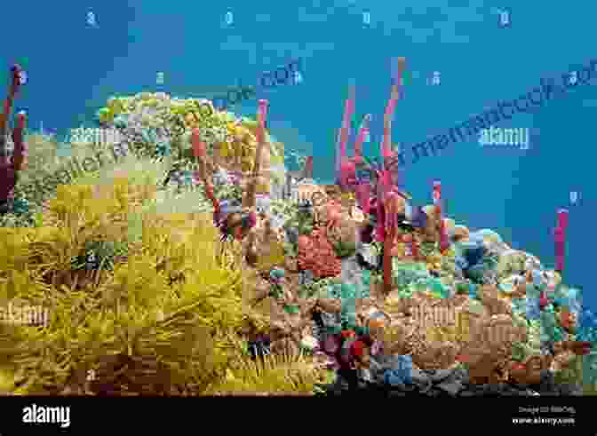 A Secluded Sea Cave With Colorful Sponges And Shy Reef Fish In Mer Two Of The Water Mer: Two Of The Water