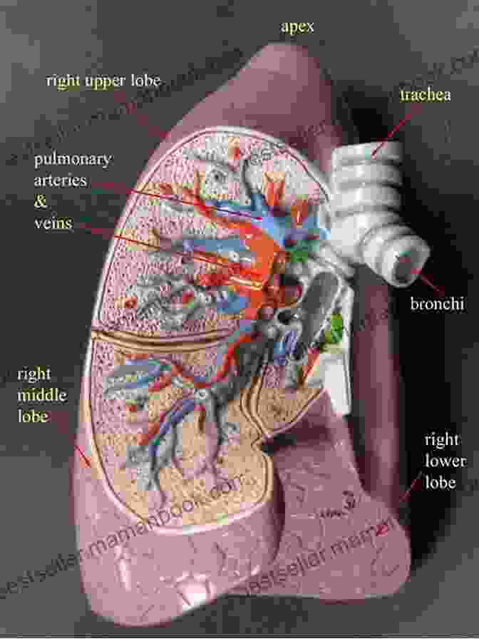 Augmented Reality Model Of The Human Respiratory System, Showing The Lungs And Airways. Blood (A Revolting Augmented Reality Experience) (The Gross Human Body In Action: Augmented Reality)