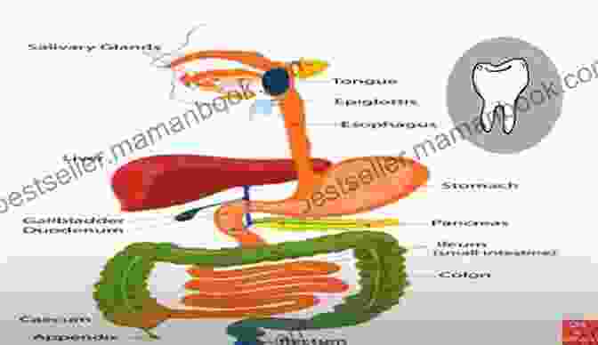 Augmented Reality Simulation Of The Digestive System, Showing The Breakdown Of Food As It Moves Through The Stomach And Intestines. Blood (A Revolting Augmented Reality Experience) (The Gross Human Body In Action: Augmented Reality)