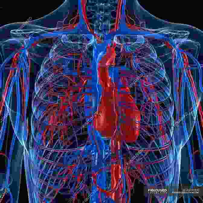 Augmented Reality View Of The Human Circulatory System, Showing The Flow Of Blood Through Veins And Arteries. Blood (A Revolting Augmented Reality Experience) (The Gross Human Body In Action: Augmented Reality)