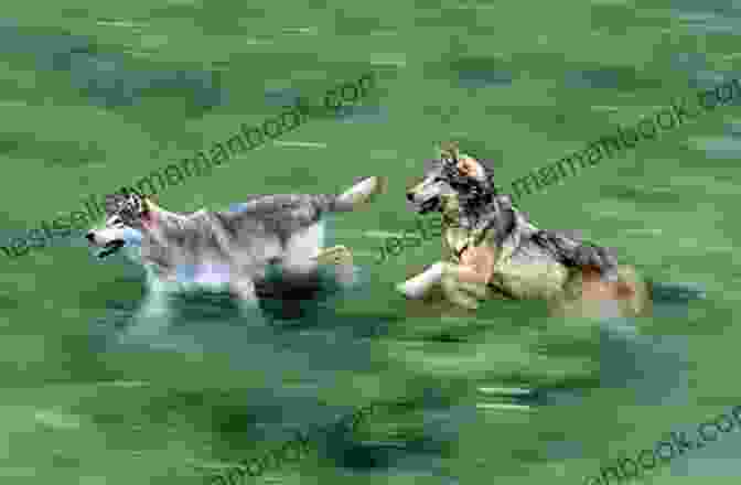 Wolves Running Freely Through A Meadow In The Sanctuary. Alpha Female (Wolf Harbor 1)